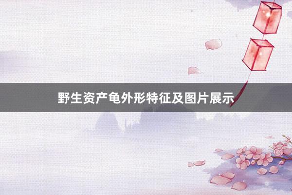 野生资产龟外形特征及图片展示